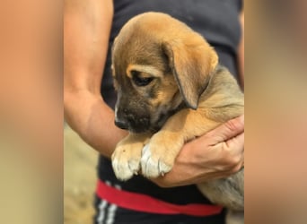 Quintus – charmanter Hundejunge 
