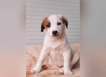 Felice - Kleiner Glückskeks sucht warmes Körbchen ❤️