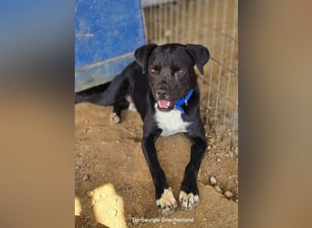 Onyx – ein schwarzer Schatz sucht sein Für-immer-Zuhause. Bereits in 58456 Witten, DE!