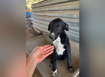 Aleko – ein kleiner Kerl mit großen Plänen ❤️