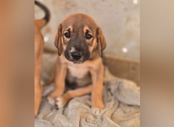 Quintus – charmanter Hundejunge 