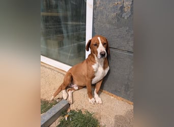 Freddy - ein aktiver und kluger Begleiter ❤️ Bereits auf PS in 58452 Witten, DE!