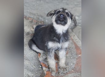 Hossam, geb. ca. 01/26 , lebt in GRIECHENLAND, auf einer privaten Pflegestelle