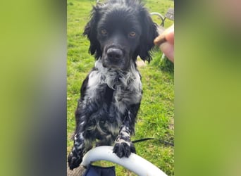 Brook – feiner Beobachter mit großem Herz, bereits auf PS in DE!