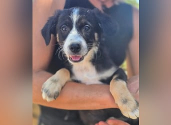 Scooby – kleiner Herzensbrecher ❤️