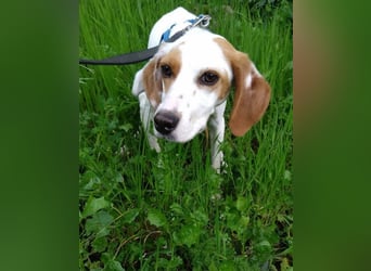 Cloe – zarte Jagdhund Mischlingshündin  Bereits auf PS in DE!