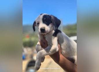 Sparrow - kleiner Herzenshund sucht sein Glück!