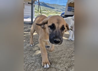 Quox – aufgeweckter Entdecker sucht sein Körbchen!