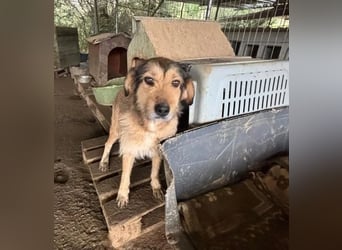 Tilda – ruhig und freundlich ❤️ Bereits auf PS in 58452 Witten!