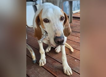 Monty – freundlicher Jagdhund Mix mit guter Laune