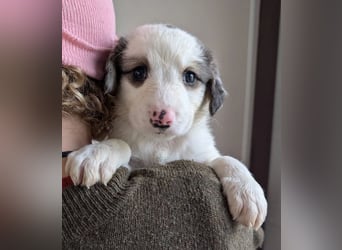 Fredi – junger Rüde mit viel Entwicklung vor sich 