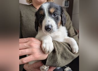 Franz – ein junger Rüde am Beginn seines Weges 