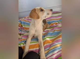 Fanni – kleines Mädchen auf der Suche nach Liebe 