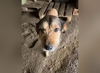 Tilda – ruhig und freundlich ❤️ Bereits auf PS in 58452 Witten!