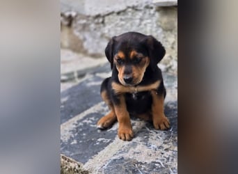 Cilly – zartes Hundemädchen in schwarz braunem Fellkleid ❤️