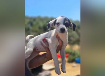 Pippa – kleines Welpenmädchen zum Verlieben!