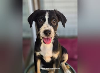 Scooby – kleiner Herzensbrecher ❤️
