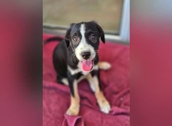 Scooby – kleiner Herzensbrecher ❤️
