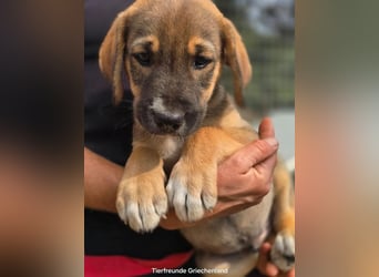 Quintus – charmanter Hundejunge 