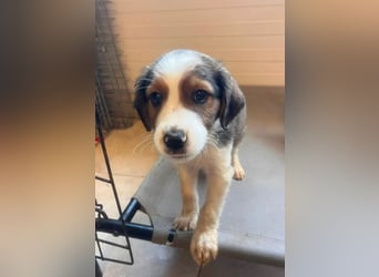 Nala – mit kleinen Pfoten mitten ins Herz 