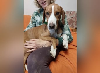 Freddy - ein aktiver und kluger Begleiter ❤️ Bereits auf PS in 58452 Witten, DE!