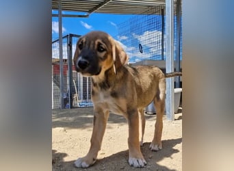 Quintus – charmanter Hundejunge