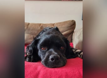 Brook – feiner Beobachter mit großem Herz, bereits auf PS in DE!