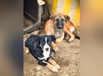Scooby – kleiner Herzensbrecher ❤️