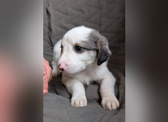 Fredi – junger Rüde mit viel Entwicklung vor sich 