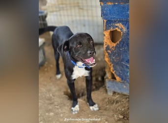 Onyx – ein schwarzer Schatz sucht sein Für-immer-Zuhause. Bereits in 58456 Witten, DE!