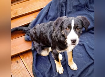 Scooby – kleiner Herzensbrecher ❤️