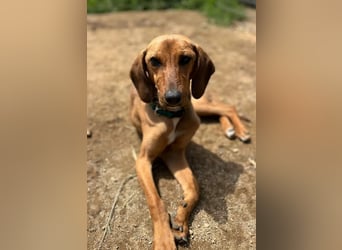 Missy – loyale Partnerin sucht ihre Lieblingsmenschen 