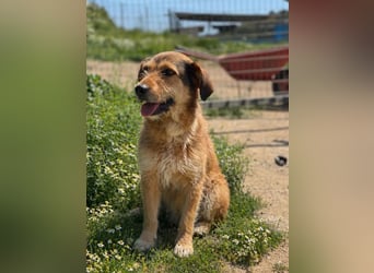 Tilda – ruhig und freundlich ❤️ Bereits auf PS in 58452 Witten!