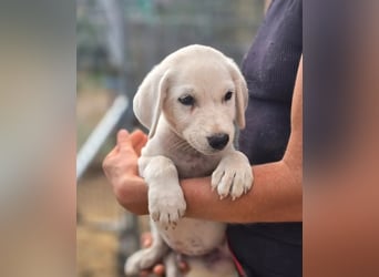 Quinn – weißer Welpenjunge sucht sein Glück! 