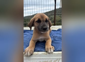 Quox – aufgeweckter Entdecker sucht sein Körbchen! 