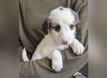 Fredi – junger Rüde mit viel Entwicklung vor sich 