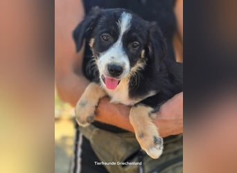 Scooby – kleiner Herzensbrecher ❤️