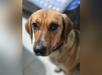 Teela – neugierige, soziale und freundliche Hündin 