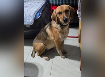 Teela – neugierige, soziale und freundliche Hündin 