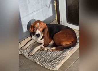 Tilly Jagdhund Mix mit großem Herz ❤️