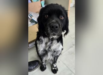 Brook – feiner Beobachter mit großem Herz 