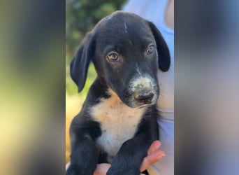 Aleko – ein kleiner Kerl mit großen Plänen ❤️