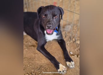 Onyx – ein schwarzer Schatz sucht sein Für-immer-Zuhause. Bereits in 58456 Witten, DE!