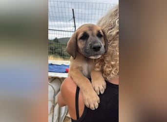 Quox – aufgeweckter Entdecker sucht sein Körbchen! 