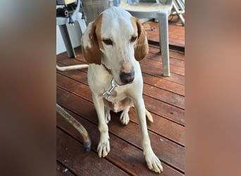 Monty – freundlicher Jagdhund Mix mit guter Laune