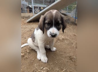 Querida – kleiner Liebling auf der Suche nach einem tollen Zuhause! ❤️