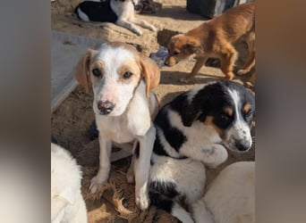 Fanni – kleines Mädchen auf der Suche nach Liebe 