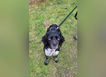 Brook – feiner Beobachter mit großem Herz, bereits auf PS in DE!