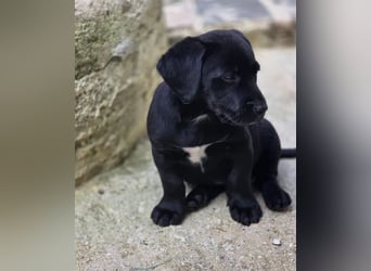 Colin – fröhlicher kleiner Hundejunge 