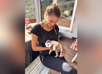 Felice - Kleiner Glückskeks sucht warmes Körbchen ❤️